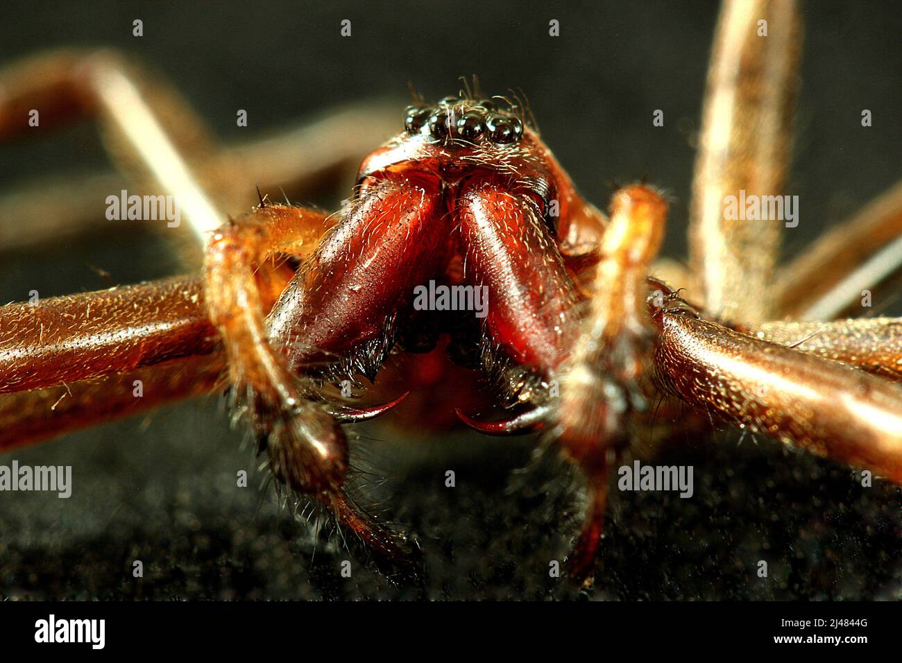 Images de tête en gros plan de l'araignée de Sheetweb (Cambridgia sp.) Banque D'Images