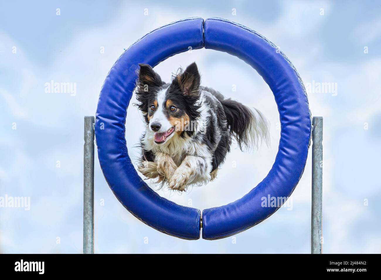 Portrait d'un chien collie border maîtrisant les obstacles dans une arène d'entraînement d'agilité extérieure Banque D'Images Portrait d'un chien collie border maîtrisant les obstacles dans une arène d'entraînement d'agilité extérieure Banque D'Images