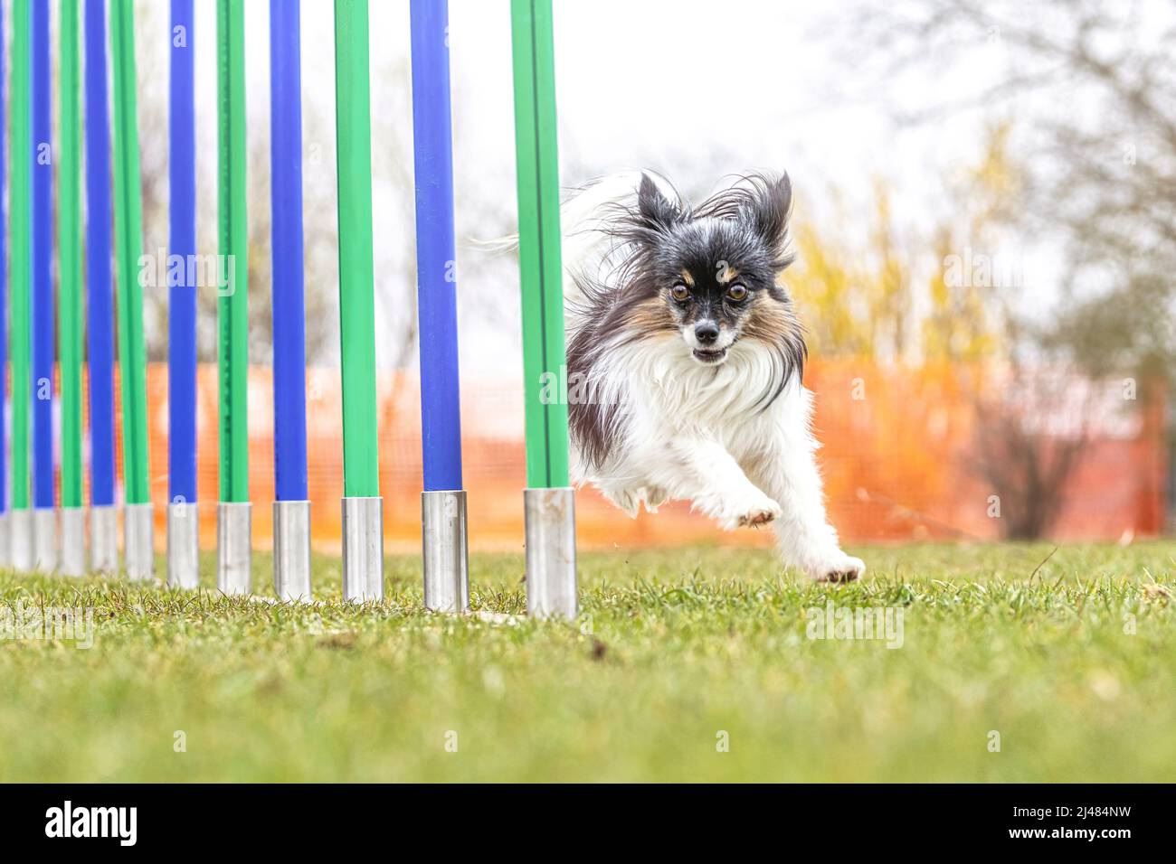 Petits chiens et entraînement d'agilité : un adorable chien de papilon maîtrisant les obstacles Banque D'Images Petits chiens et entraînement d'agilité : un adorable chien de papilon maîtrisant les obstacles Banque D'Images