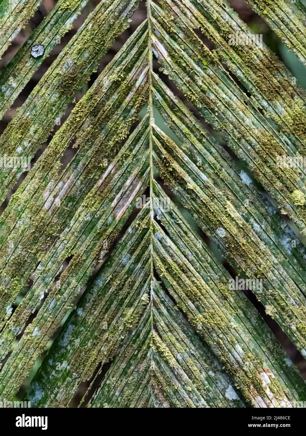 Feuille de palmier moisie dans une forêt tropicale. Banque D'Images