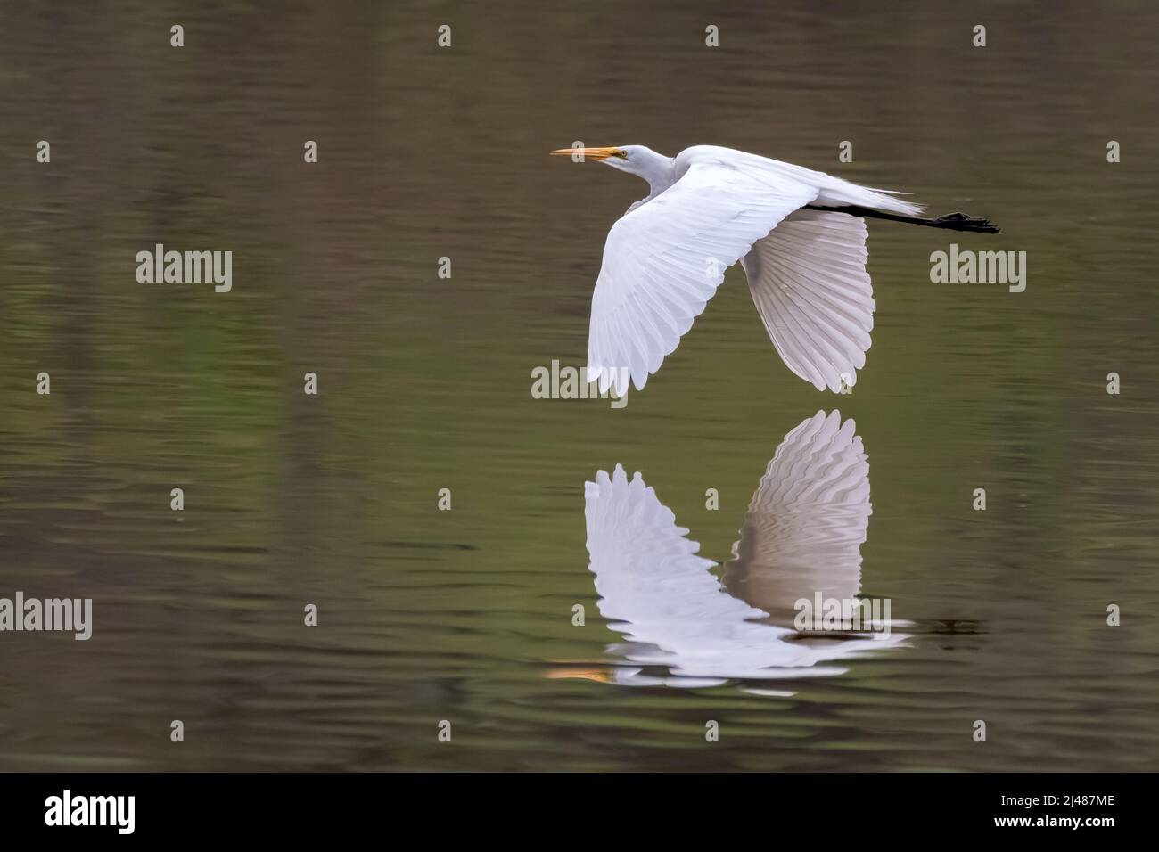Super Egret en vol peu élevé au-dessus du lac. Banque D'Images