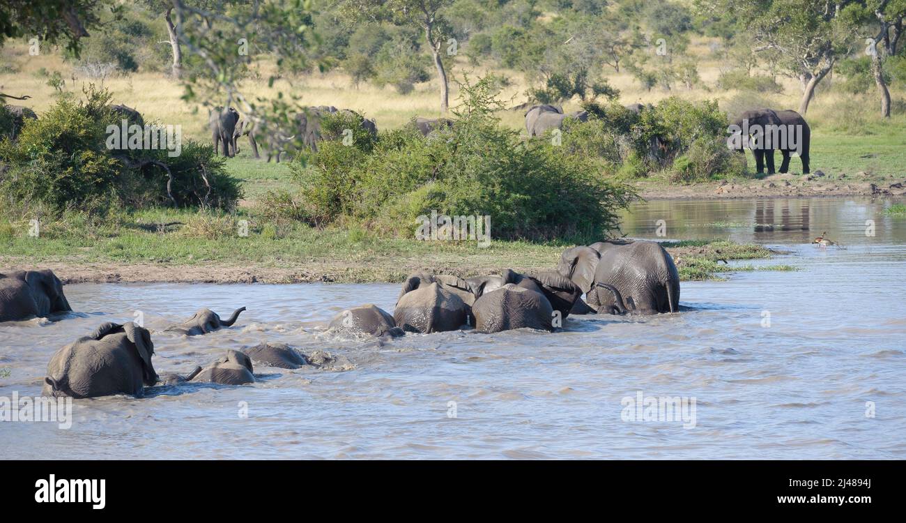 Un grand troupeau d'éléphants africains traversant la rivière ensemble dans le parc national Kruger, en Afrique du Sud. Banque D'Images