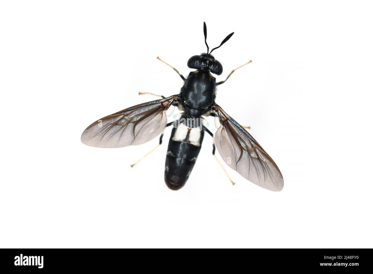 Les espèces de mouches de soldat noir Hermetia illucens en haute définition avec un foyer extrême. Isolé sur fond blanc. Banque D'Images