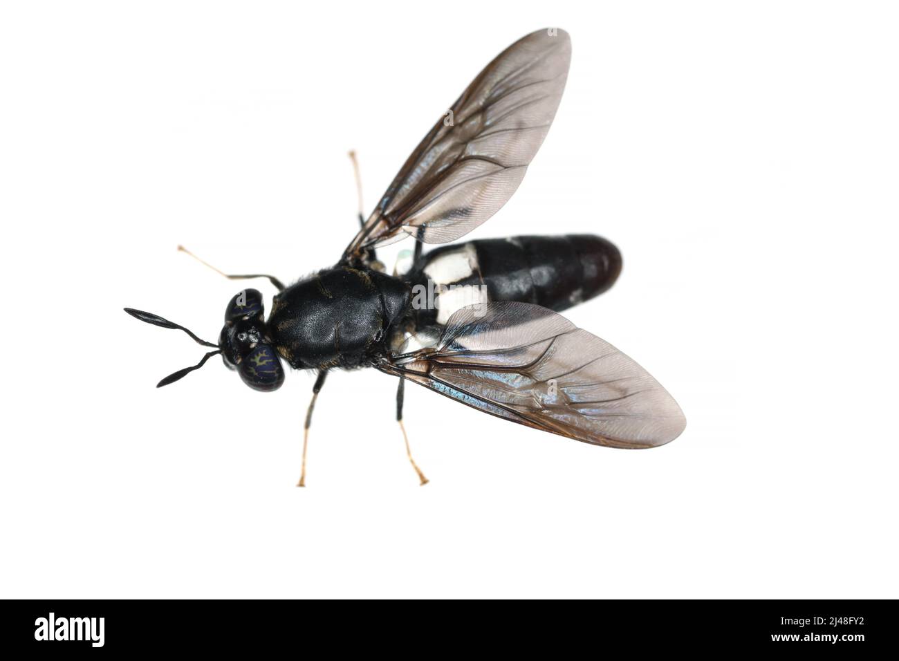Les espèces de mouches de soldat noir Hermetia illucens en haute définition avec un foyer extrême. Isolé sur fond blanc. Banque D'Images