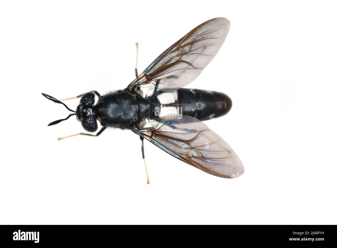 Les espèces de mouches de soldat noir Hermetia illucens en haute définition avec un foyer extrême. Isolé sur fond blanc. Banque D'Images