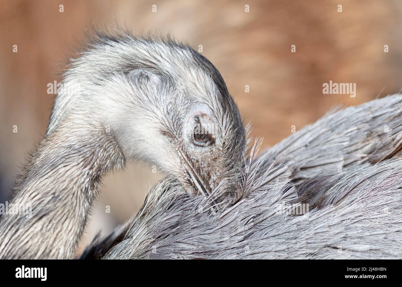 Photo à la tête d'un oiseau nandoe de Darwin, oiseau sud-américain de Rhea pennata Banque D'Images