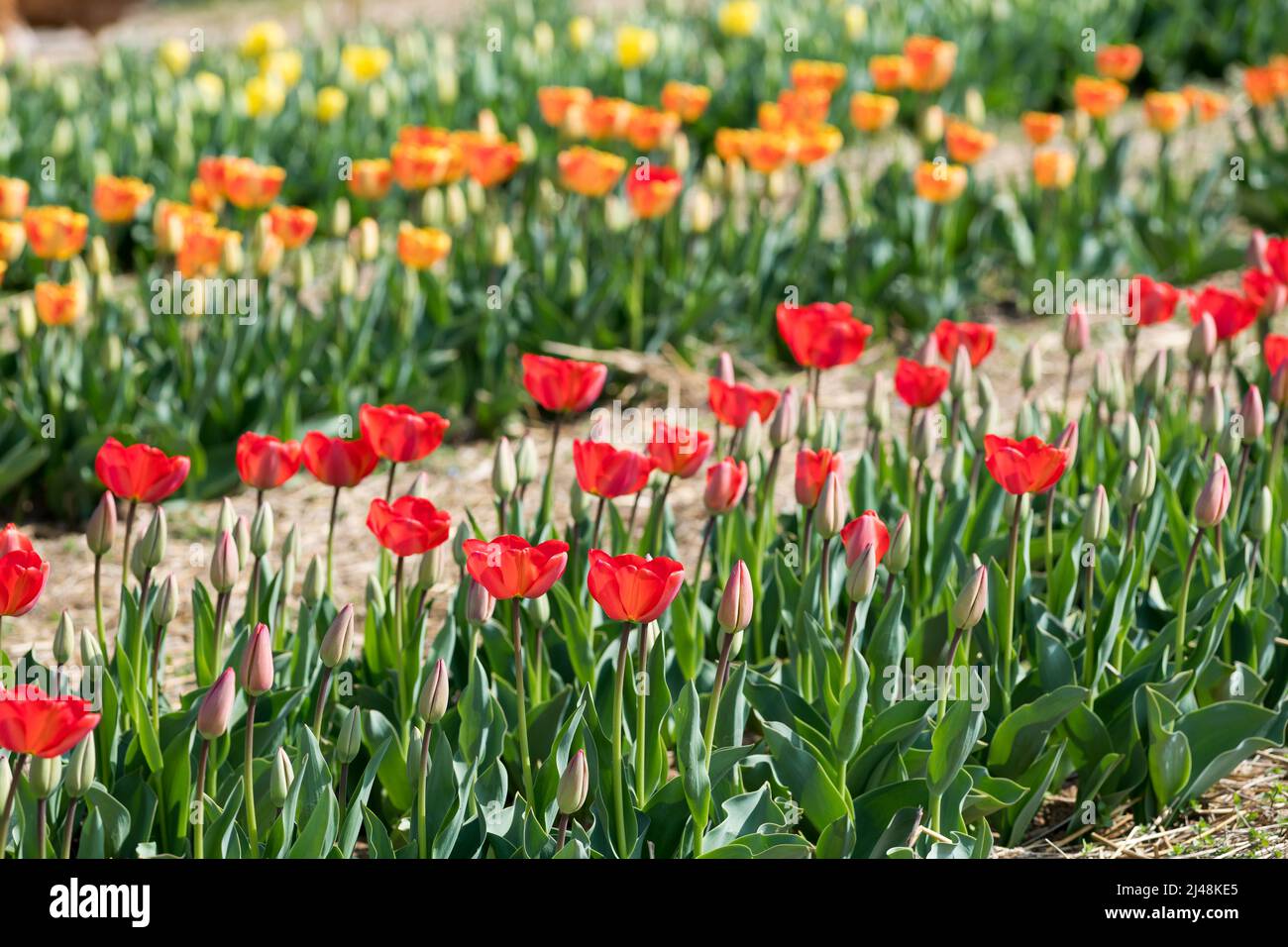 Parterres fleuris aux tulipes fleuries colorées aux pétales multicolores et aux feuilles vertes qui poussent sur la plantation le jour ensoleillé du printemps dans le jardin Banque D'Images