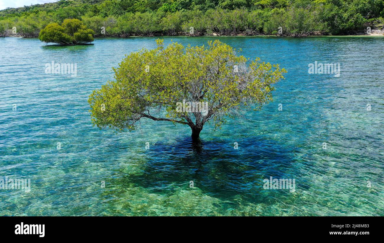 Photo de vacances colorée avec mangrove vert solitaire au milieu de l'océan rempli d'eau verte bleue. Le ciel nuageux Banque D'Images