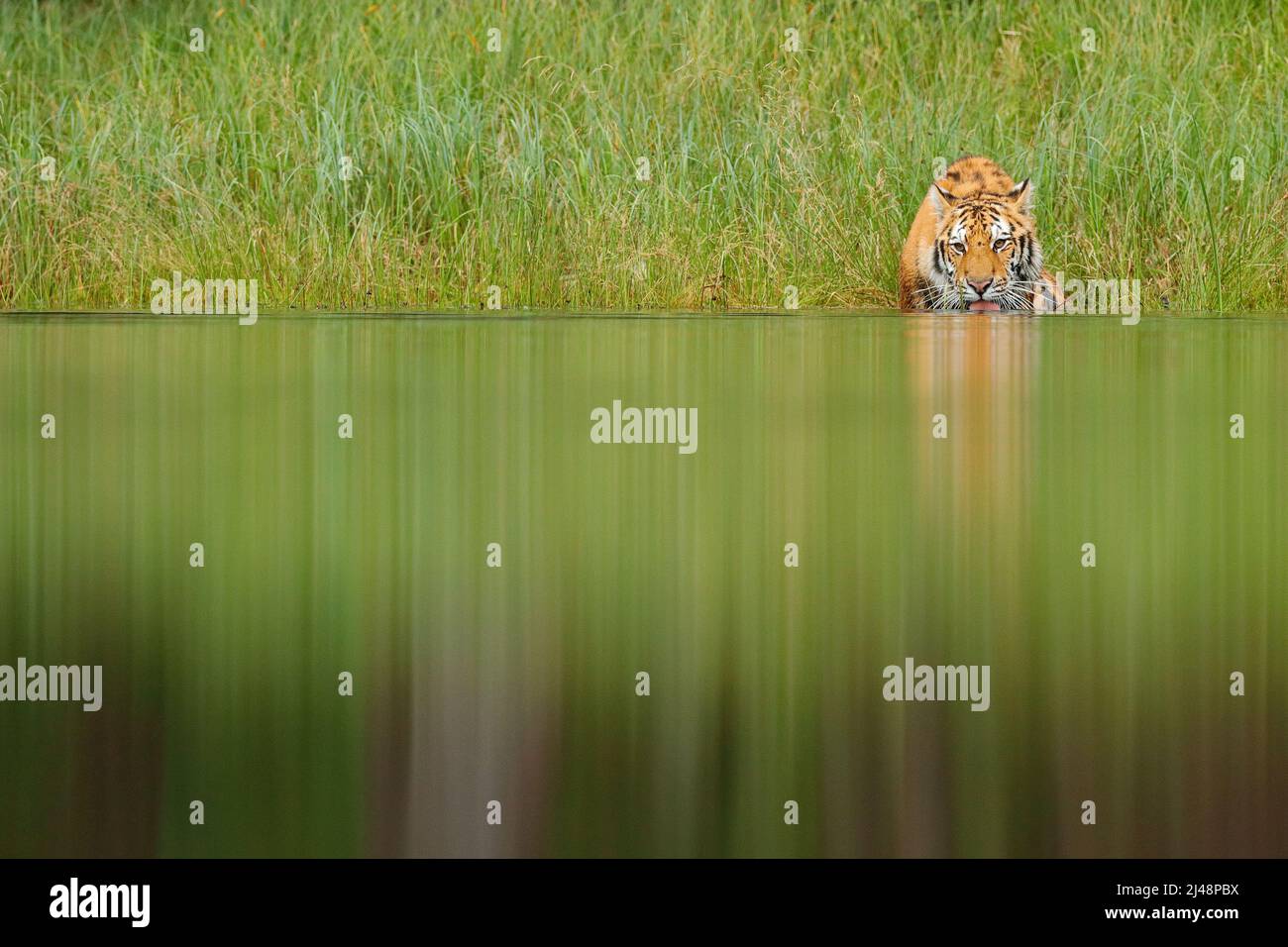 Amur tigre eau de lac potable. Danger animal, tajga, Russie. Animal dans un ruisseau de forêt verte. Pierre grise, goutte d'eau. Eau de destruction du tigre de Sibérie. T Banque D'Images