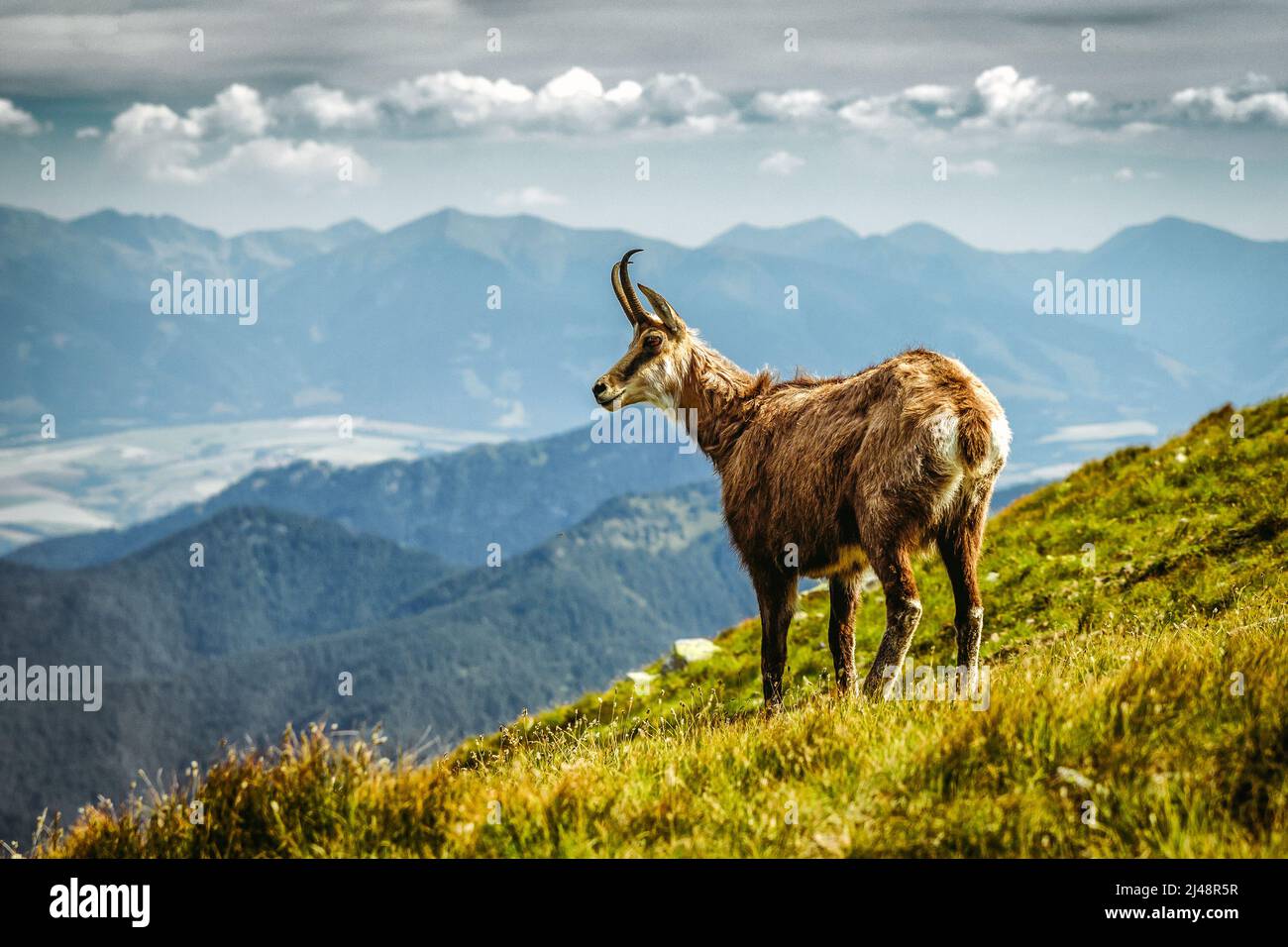 Tatra chamois sur la colline des basses montagnes des Tatras en Slovaquie Banque D'Images