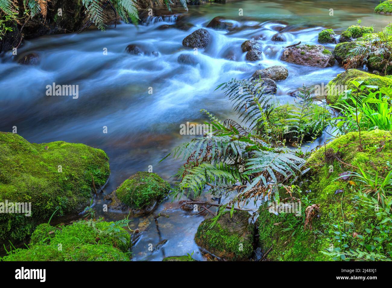 Un ruisseau dans la forêt néo-zélandaise, entouré de rochers et de fermes mousseux Banque D'Images