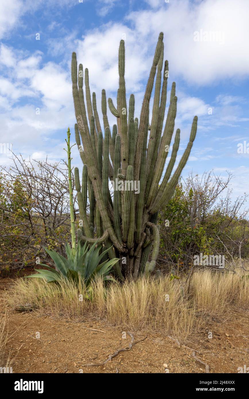 énorme cactus Banque de photographies et d'images à haute résolution - Alamy