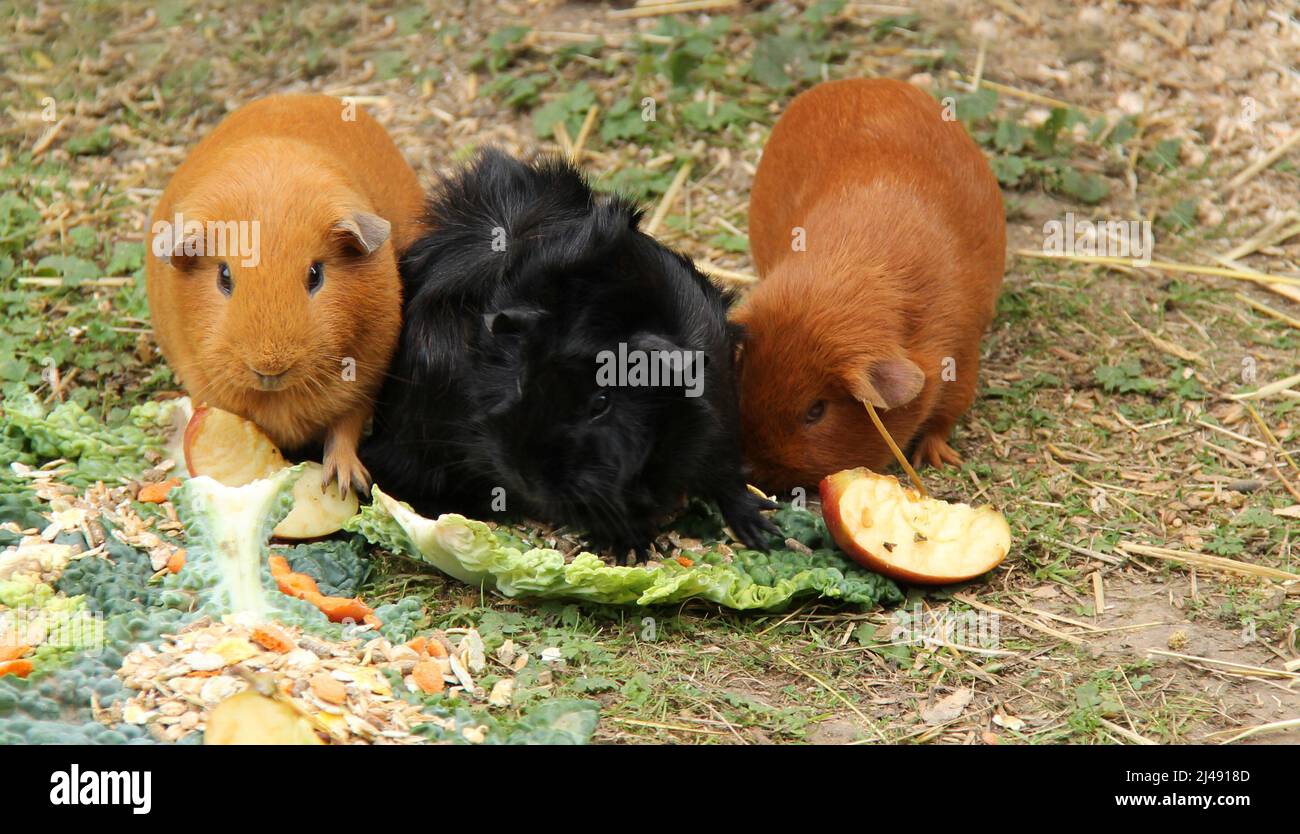 Trois cochons de Guinée manger des légumes et des céréales. Banque D'Images