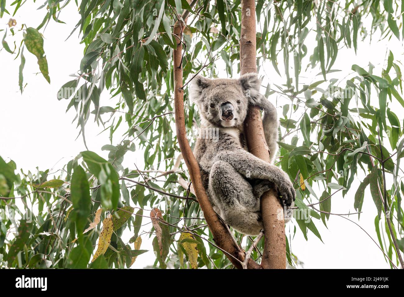 Koala dans un eucalyptus. Banque D'Images