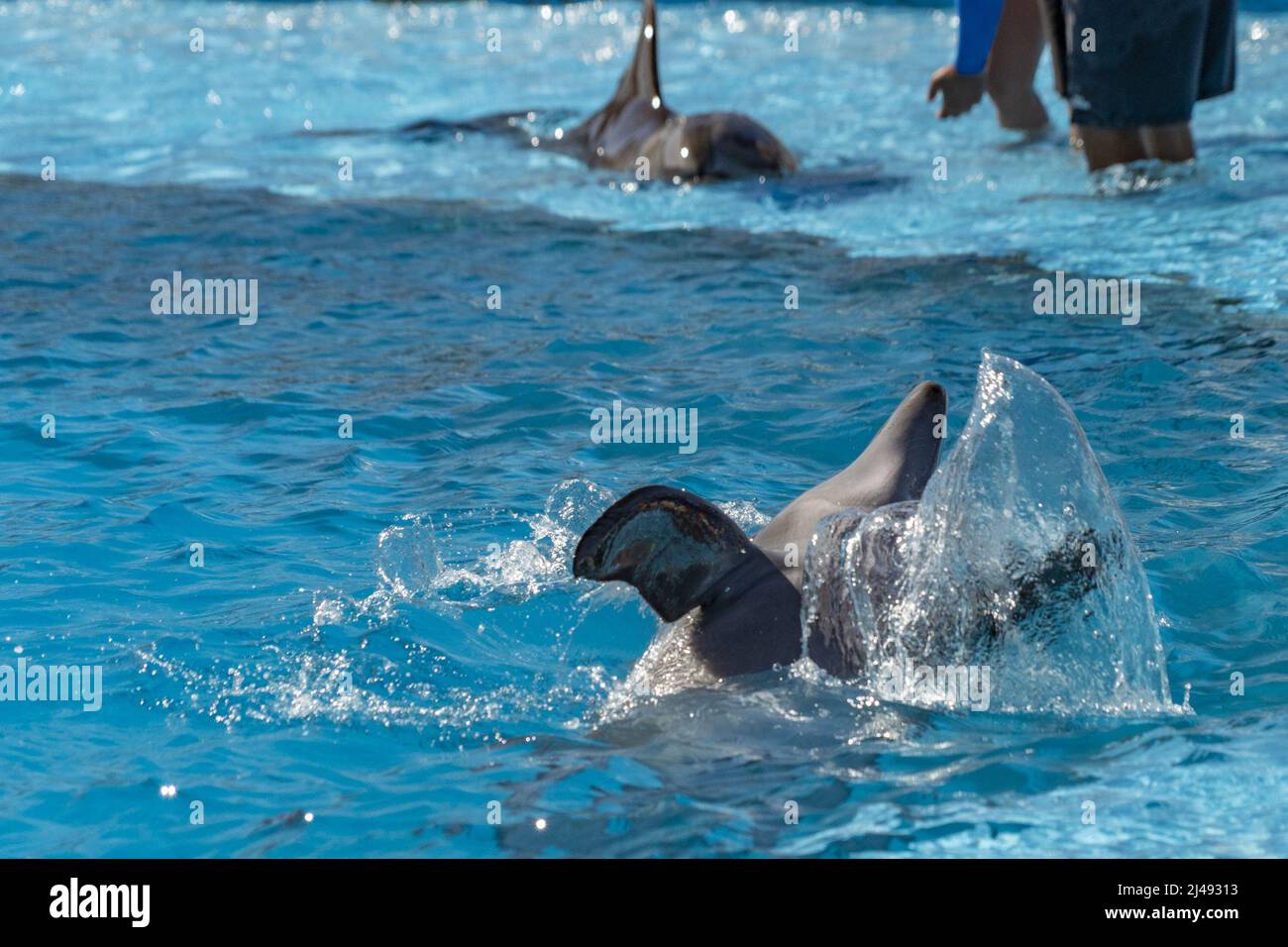 Dolphinarium aquarium Banque de photographies et d’images à haute ...
