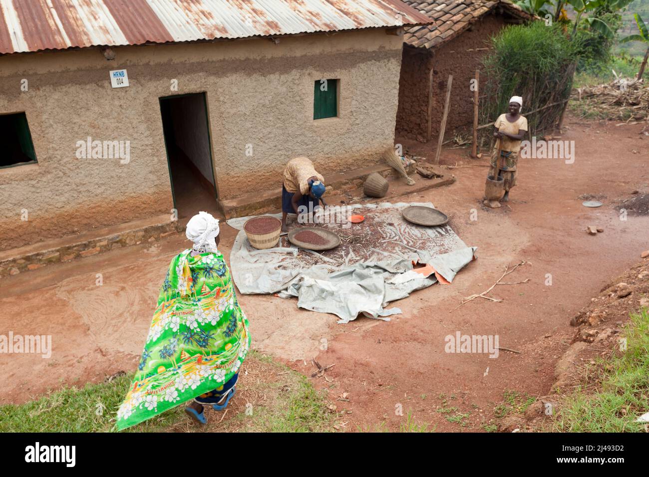 Epiphanie Mukamusoni, 60 ans, rencontre sa belle-sœur Epiphanie Mukamunana qui fait du sorgho. Epiphanie Mukamusoni est en route vers le marché local, à deux heures de marche, transportant 2 kilos de haricots à vendre et 3 kilos de graines de tournesol qu'elle va avoir de la terre. Elle fera cette farine pour faire une sauce pour les haricots. Epiphanie Mukamusoni, 60 ans, est une veuve avec deux filles adultes et un petit-enfant, secteur Mbazi, Huye. Epiphanie a obtenu une vache du programme ARDI. Le fumier de la vache lui a aidé à produire une meilleure récolte. L'invollement avec le programme a également amené à plus de c Banque D'Images