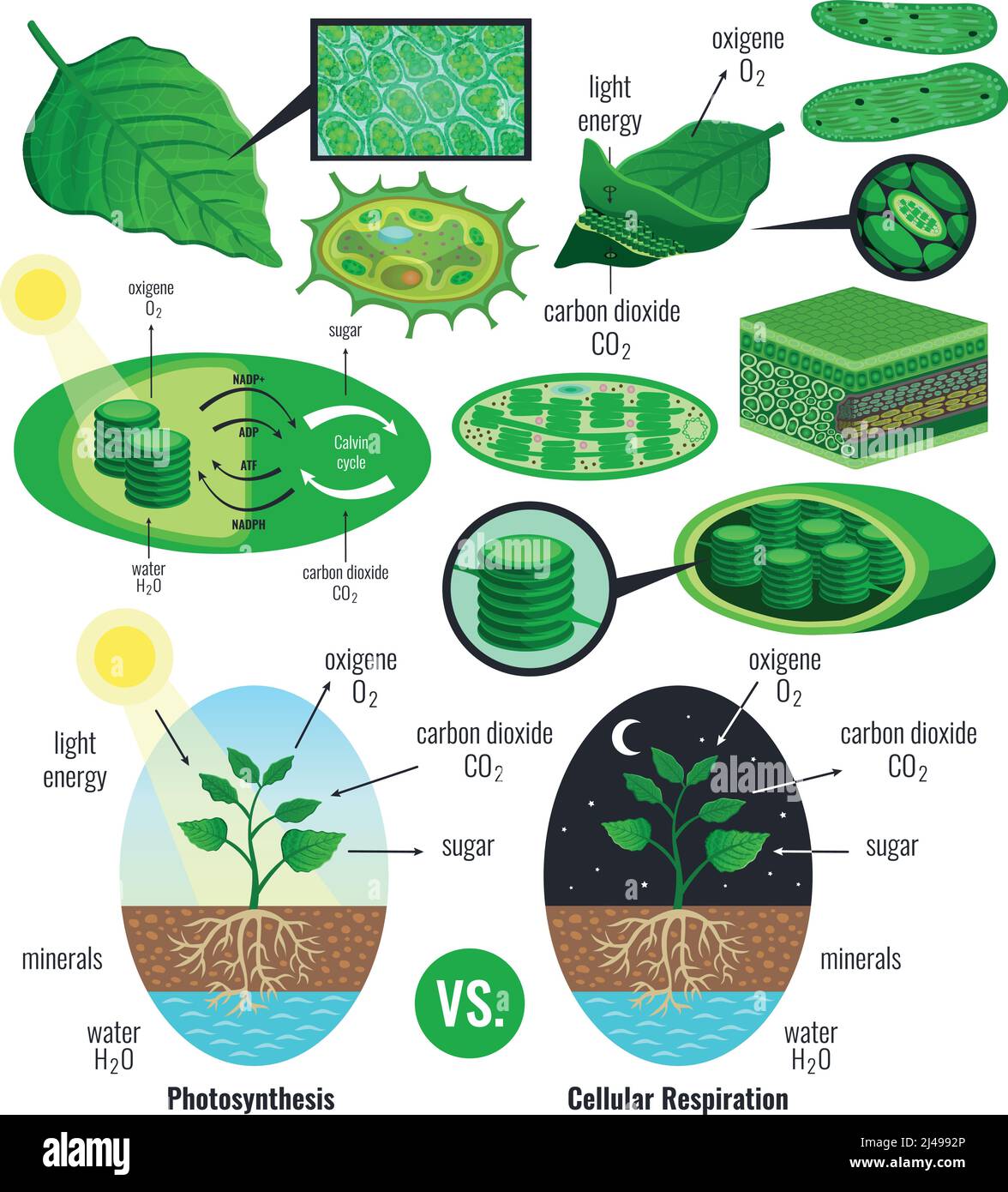 Photosynthèse biologique éléments graphiques avec conversion de l'énergie lumineuse cycle calvin schéma plantes respiration cellulaire vecteur coloré illustrati Illustration de Vecteur