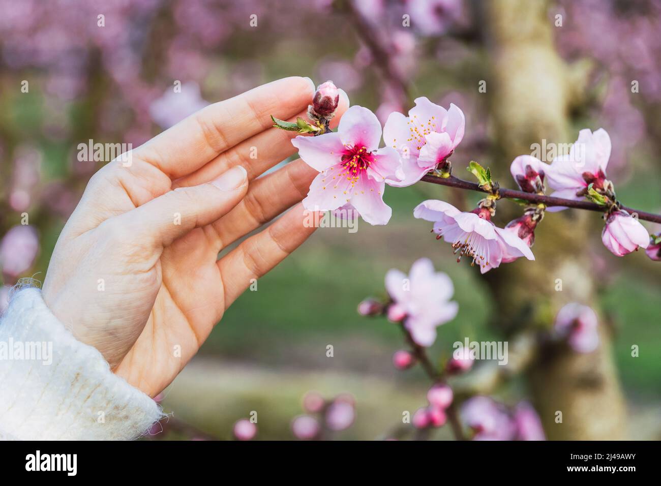 La main de la jeune femme touchant de belles fleurs roses d'arbre fruitier au printemps. Banque D'Images