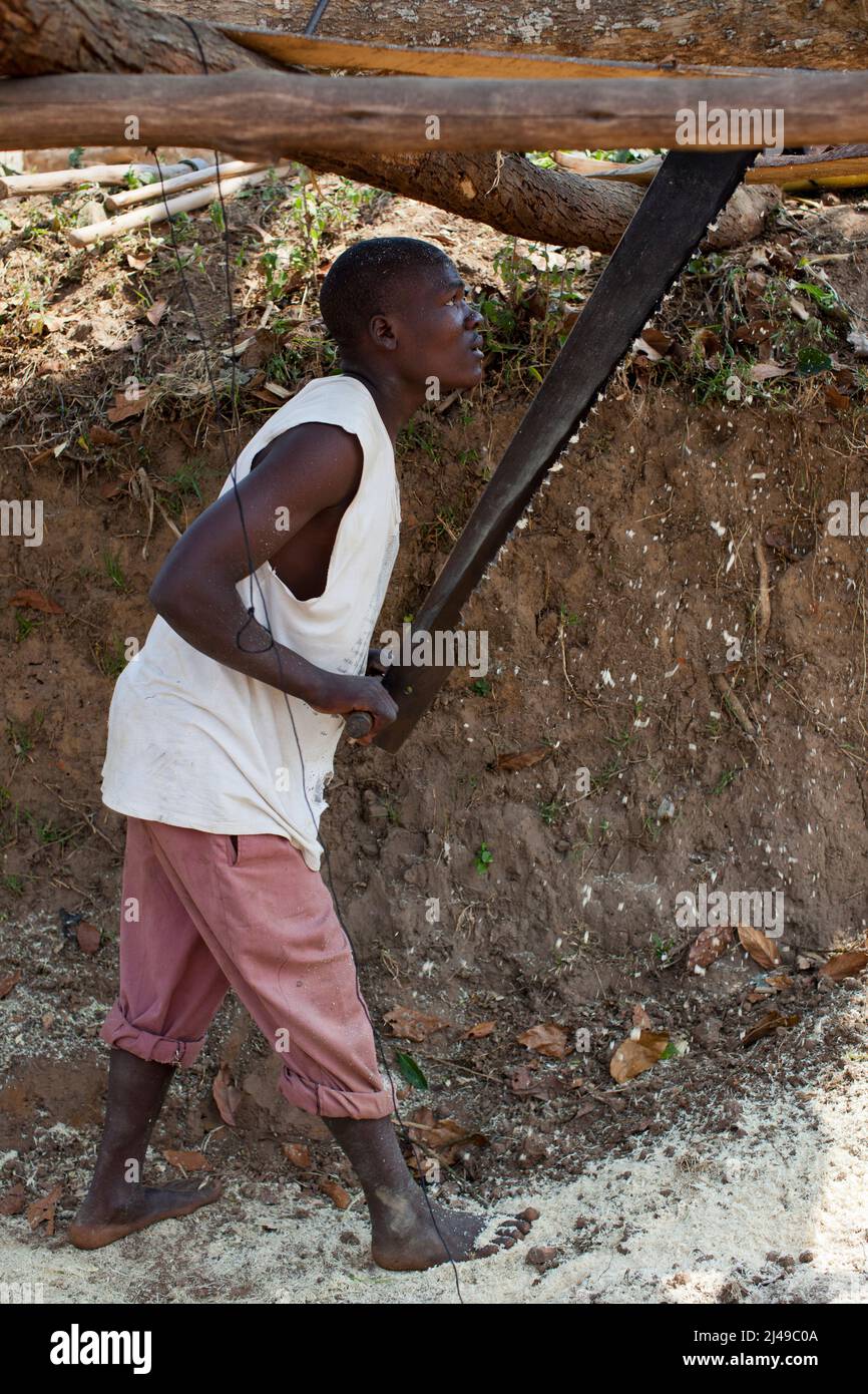 Damascene (ci-dessous) et Sibomane, charpentiers, secteur de Kivuruga, district de Gakenke. Ces charpentiers vont couper 7 planches de ce tronc en trois heures. Photo de Mike Goldwater Banque D'Images