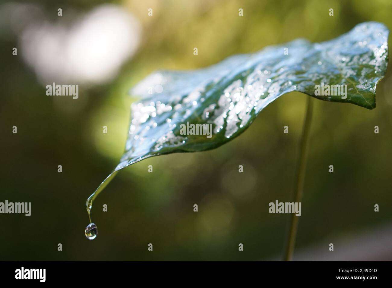 Gouttes de pluie tombant sur une feuille verte Banque D'Images