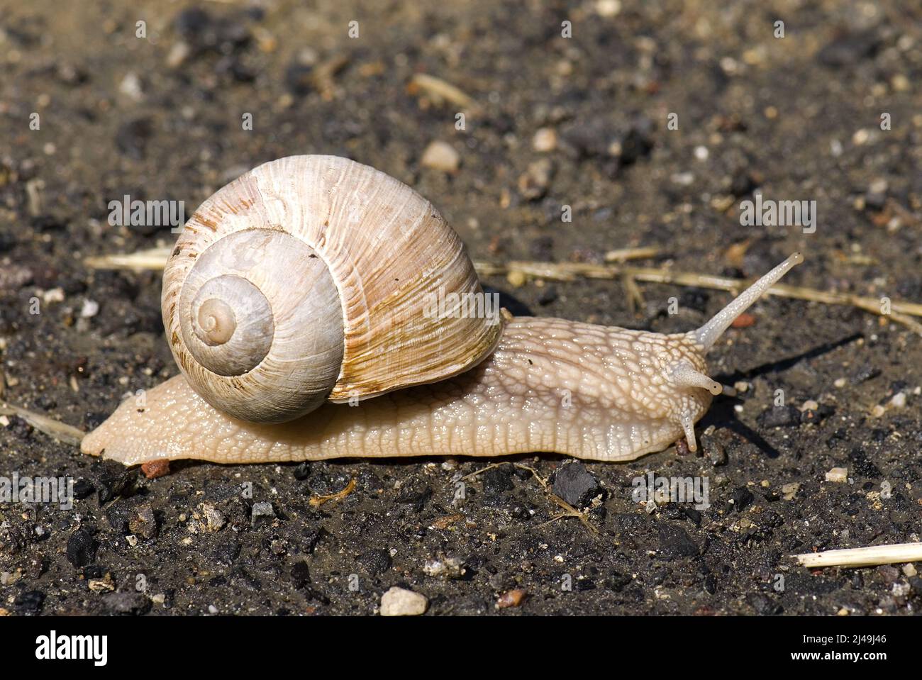 Escargot romain - Helix pomatia, escargot commun provenant de jardins et de prairies européens, République tchèque. Banque D'Images