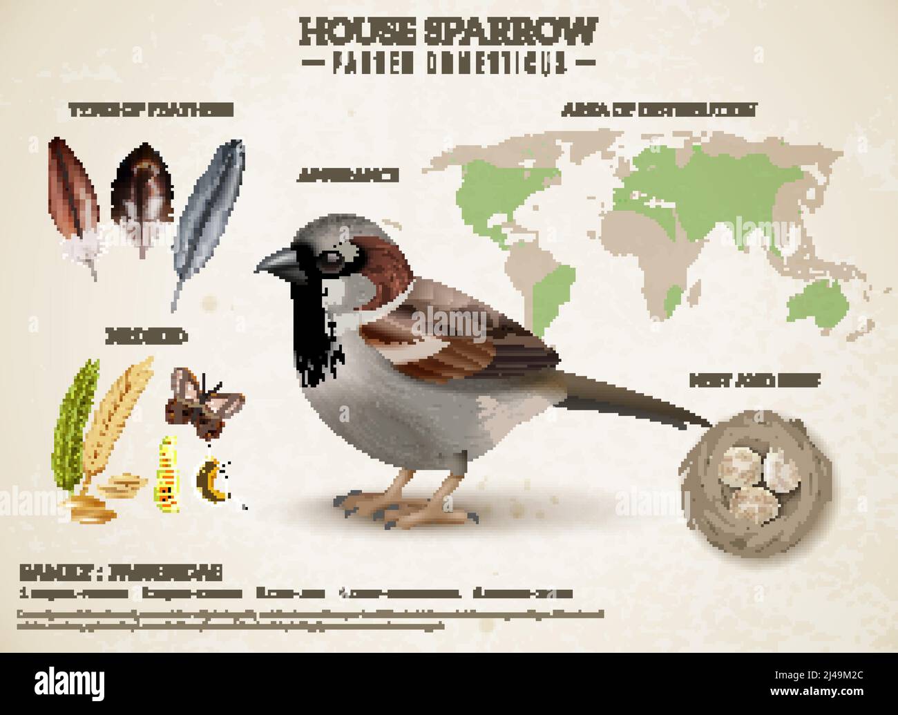 Composition du schéma d'oiseaux avec une image réaliste du moineau et des images de plumes et illustration vectorielle de la carte du monde Illustration de Vecteur