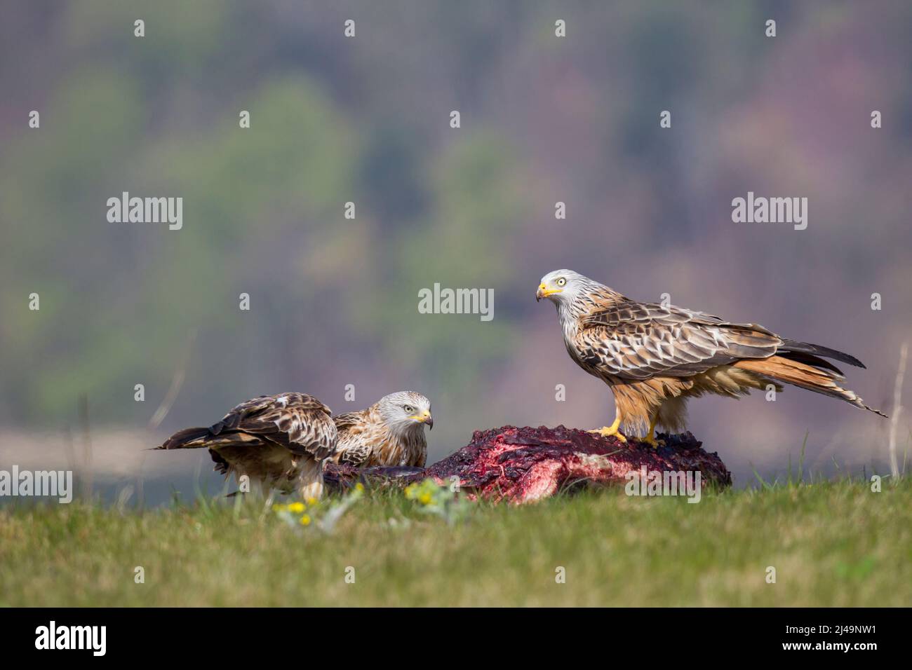Rotmilan, cerf-volant rouge, Milvus milvus Banque D'Images