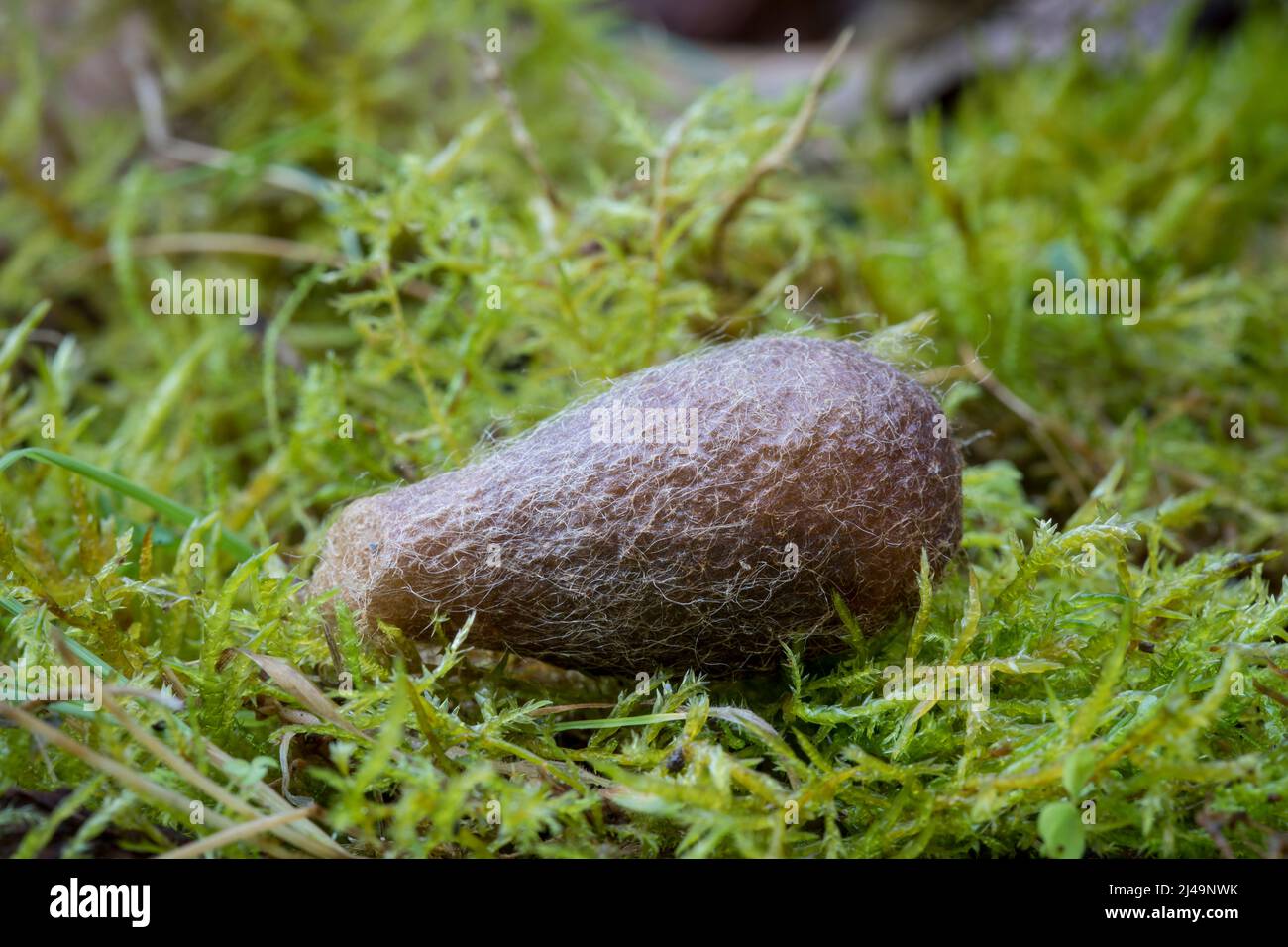 Kokon von Kleinen Nachtpfauenauge, Saturnia Pavonia, cocon de la petite papillon de l'empereur Banque D'Images