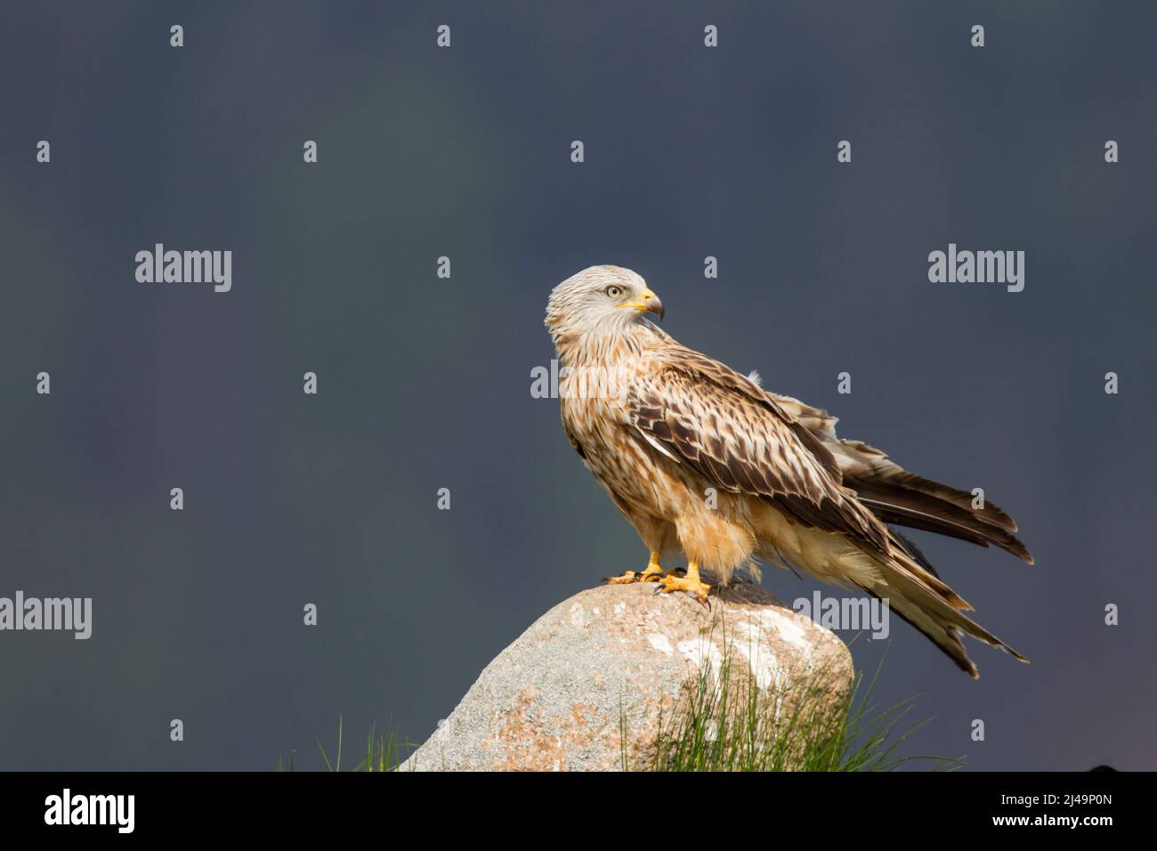 Rotmilan, cerf-volant rouge, Milvus milvus Banque D'Images