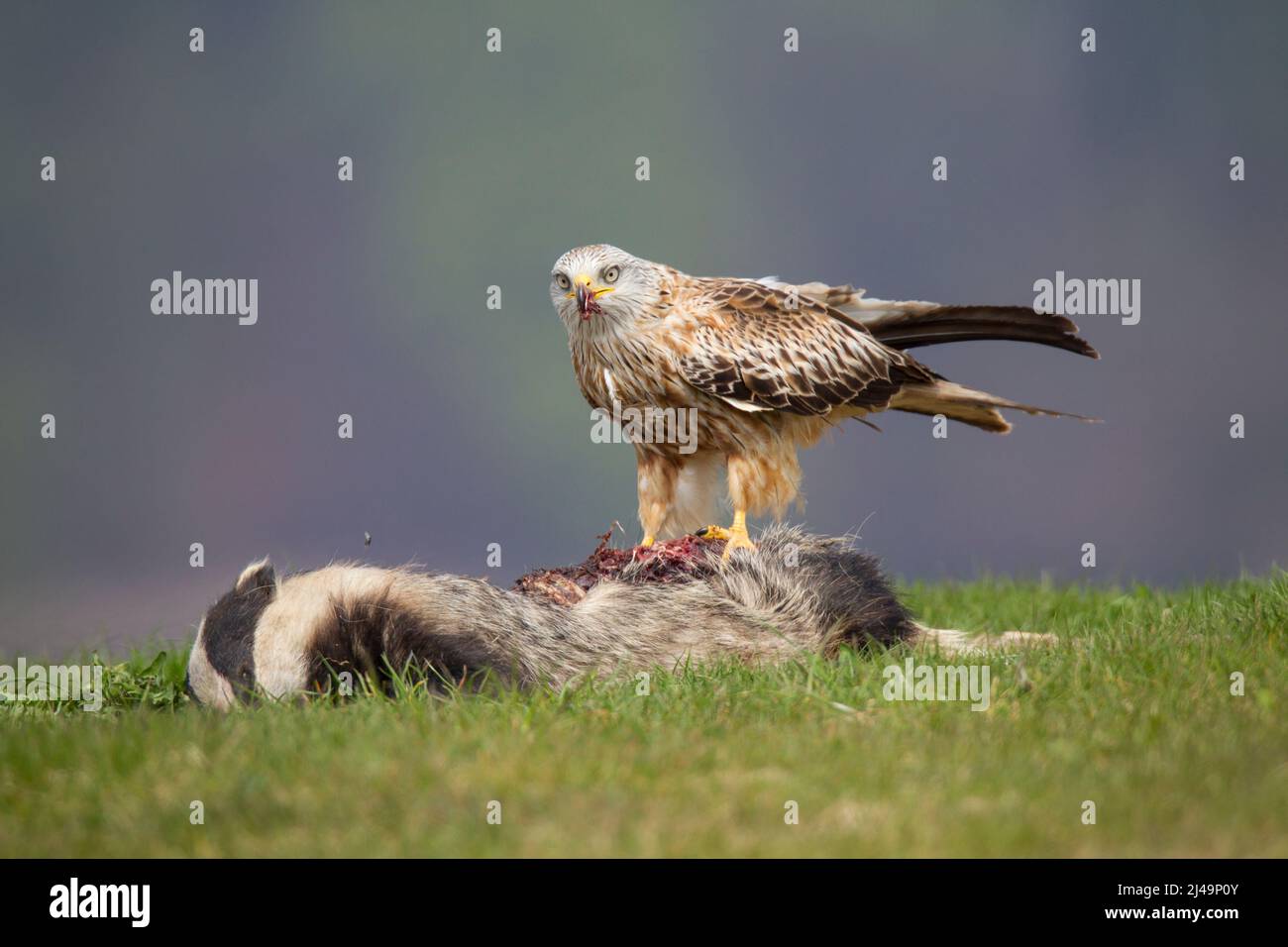 Rotmilan, cerf-volant rouge, Milvus milvus Banque D'Images