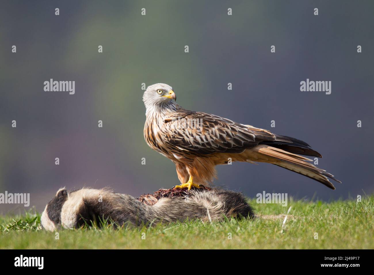 Rotmilan, cerf-volant rouge, Milvus milvus Banque D'Images