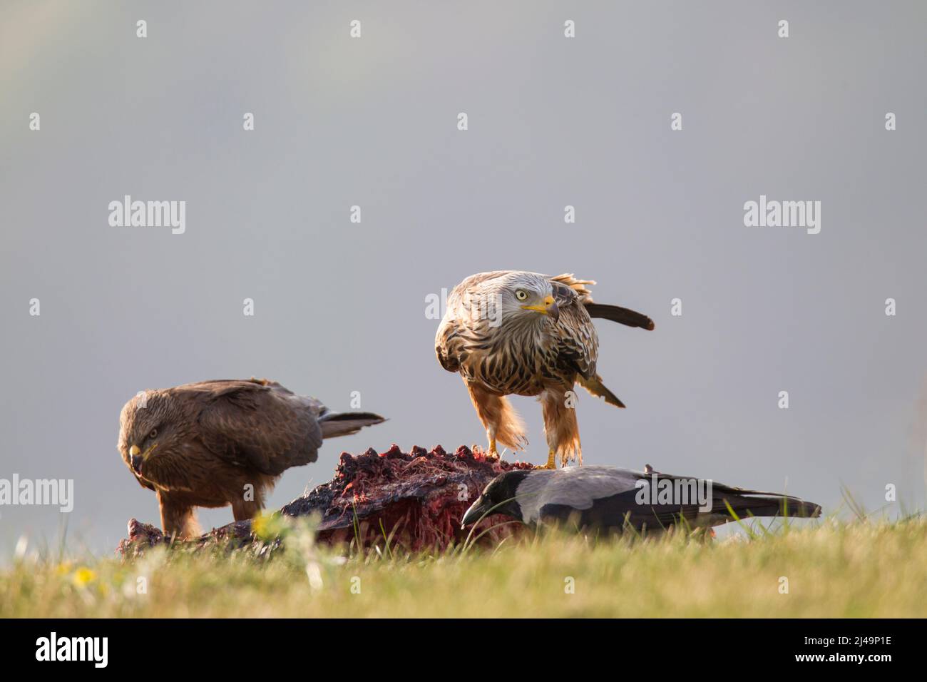 Rotmilan, cerf-volant rouge, Milvus milvus Banque D'Images