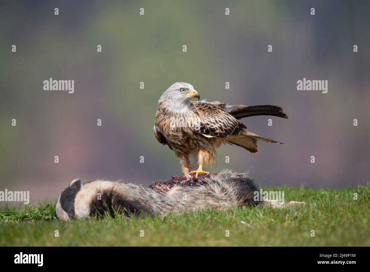Rotmilan, cerf-volant rouge, Milvus milvus Banque D'Images