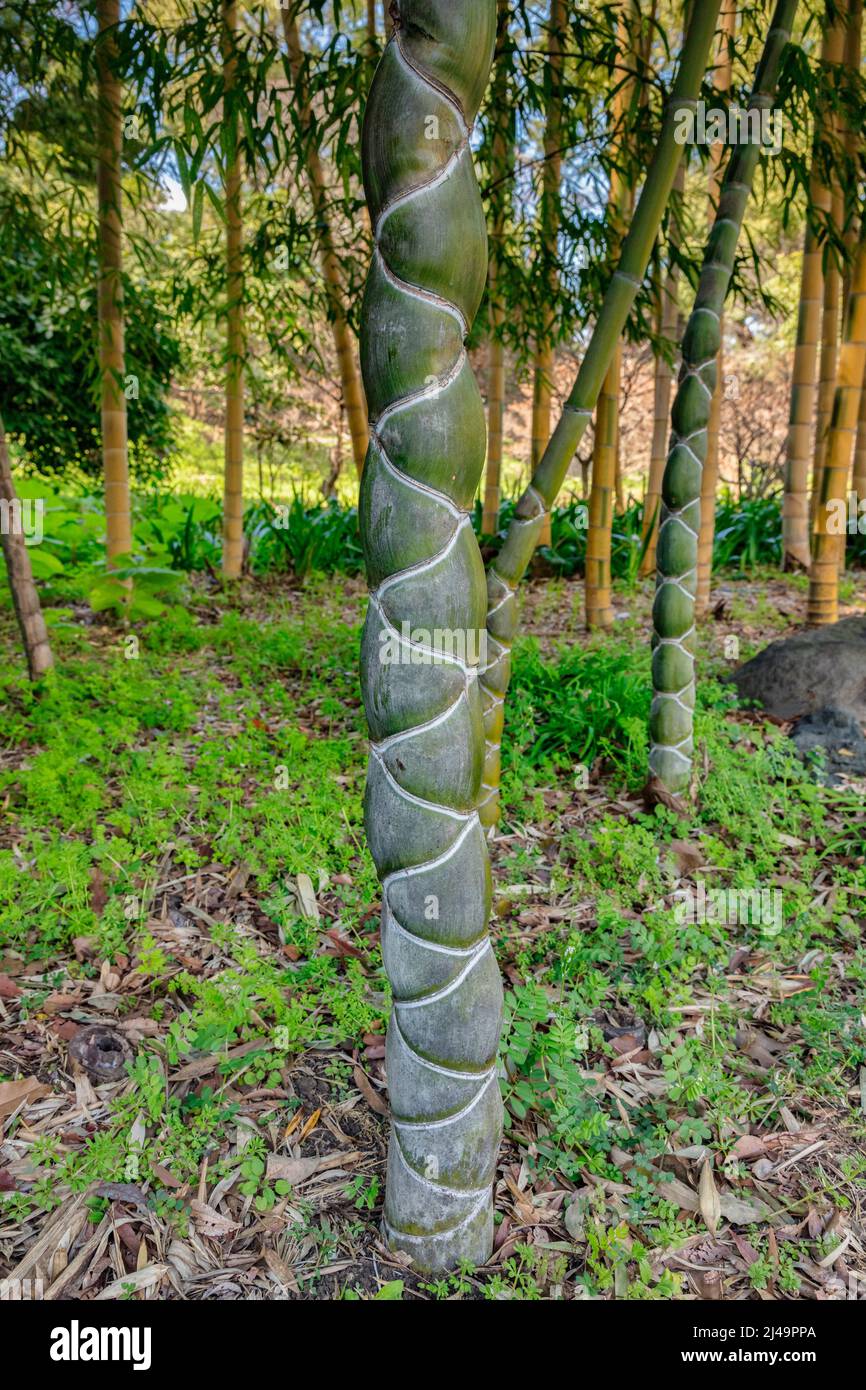 Bamboo Phyllostachys Heterocycla de Woodland, connu sous le nom de bambou ou écaille de tortue de bambou. L'accent sur le tronc. Banque D'Images