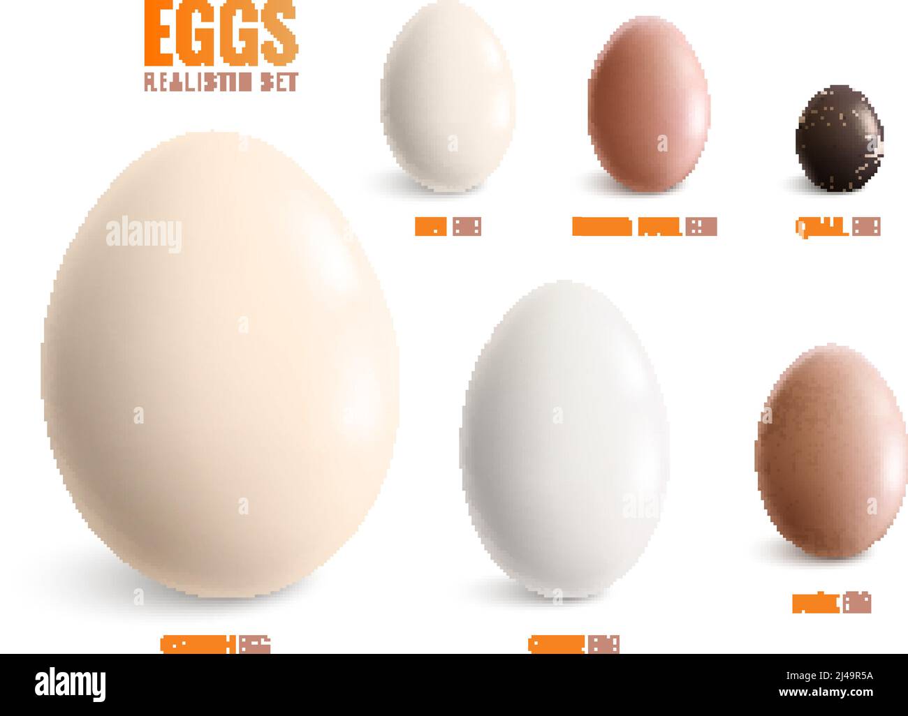 Ensemble coloré réaliste d'oeufs icône avec oeufs de poule d'autruche illustration du vecteur de caille de canard d'oie et de pintade Illustration de Vecteur