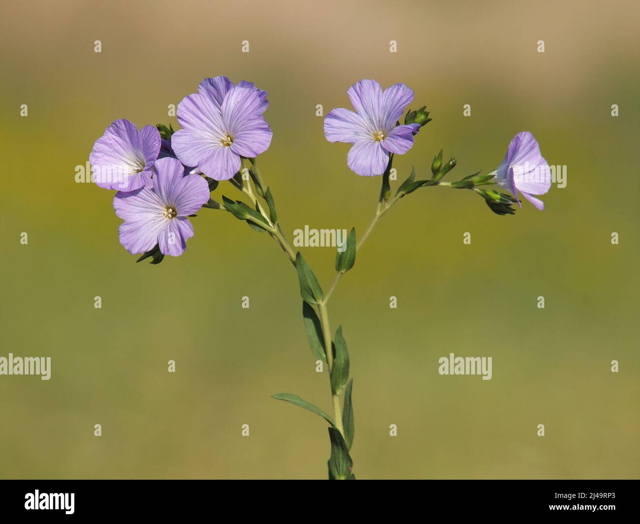 Fleurs violettes de lin sauvage, Linum hirsutum Banque D'Images