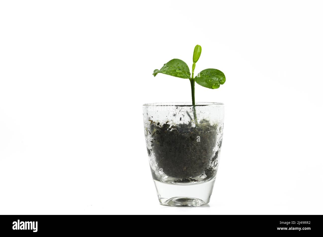Plantule d'un citronnier qui grandit dans un petit verre, métaphore de la nature pour la patience, la croissance et le succès de germination, isolé sur un fond blanc, copie Banque D'Images