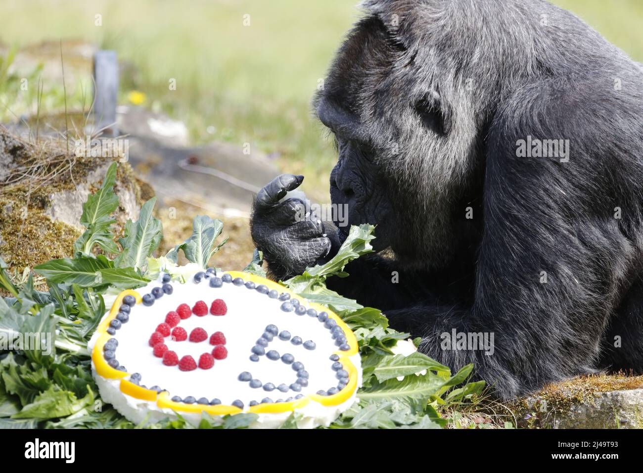 Allemagne, Berlin, 13 avril 2022. Fatou, la plus ancienne gorille féminine du monde, célèbre son anniversaire de 65th ans au zoo de Berlin. Fatou reçoit un gâteau d'anniversaire pour son anniversaire.Fatou est un gorille des basses terres de l'ouest qui vit dans le jardin zoologique de Berlin depuis 1959. Banque D'Images