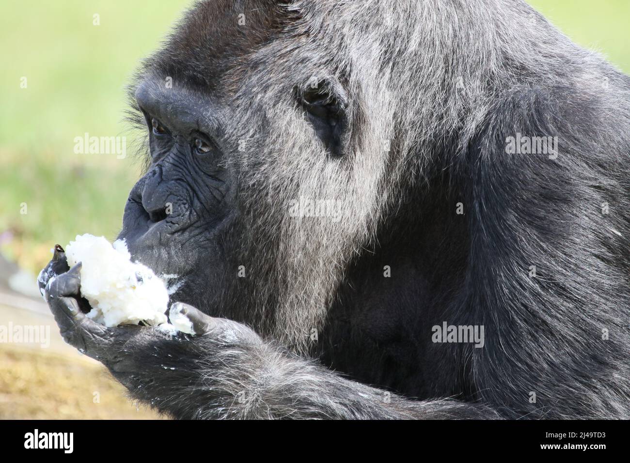 Allemagne, Berlin, 13 avril 2022. Fatou, la plus ancienne gorille féminine du monde, célèbre son anniversaire de 65th ans au zoo de Berlin. Fatou reçoit un gâteau d'anniversaire pour son anniversaire.Fatou est un gorille des basses terres de l'ouest qui vit dans le jardin zoologique de Berlin depuis 1959. Banque D'Images