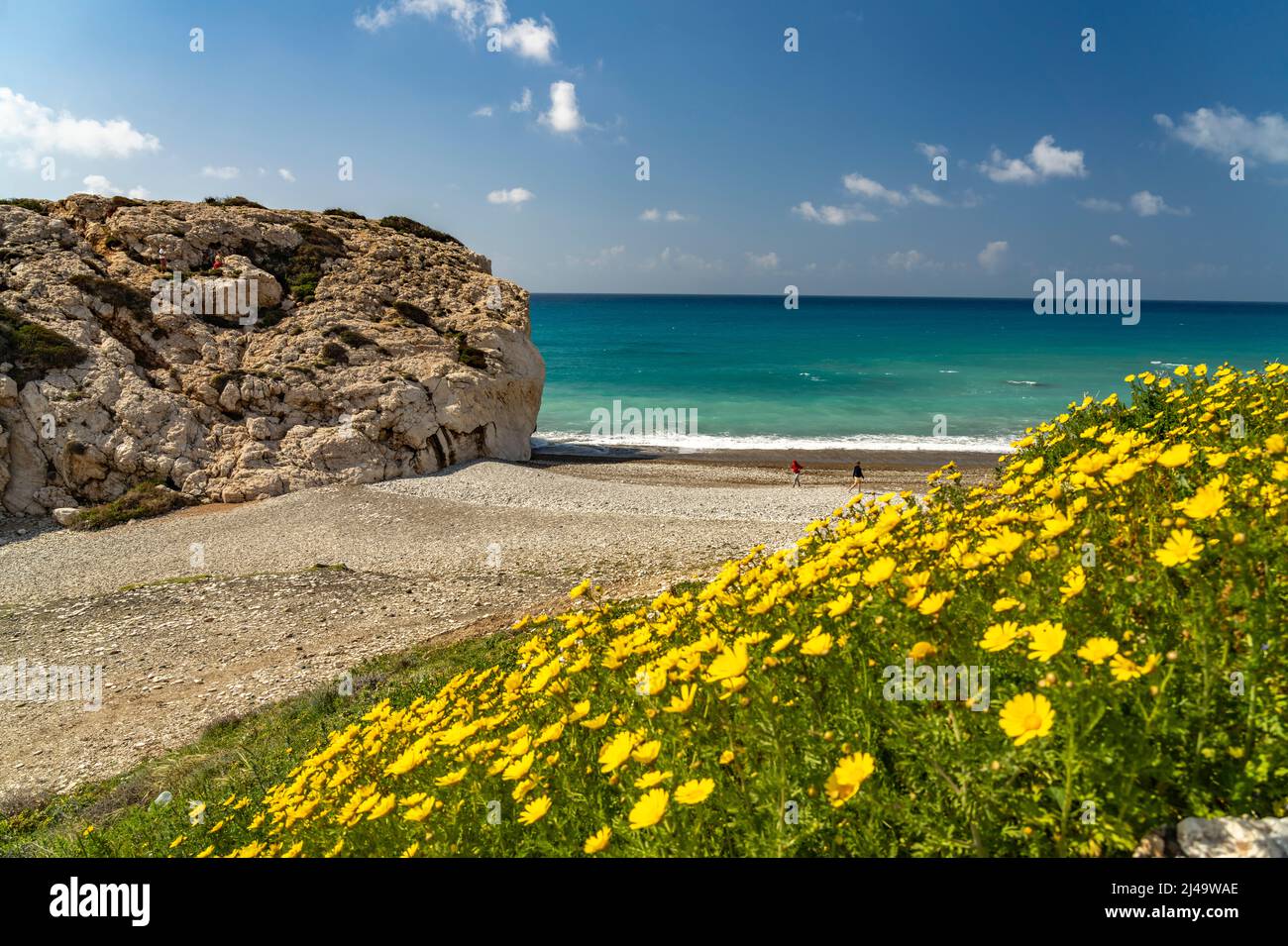 Frühlingsblumen am Strand von Petra tou Romiou, dem Felsen der Aphrodite à Kouklia BEI Paphos, Zypern, Europa | fleurs printanières à Petra tou Romio Banque D'Images
