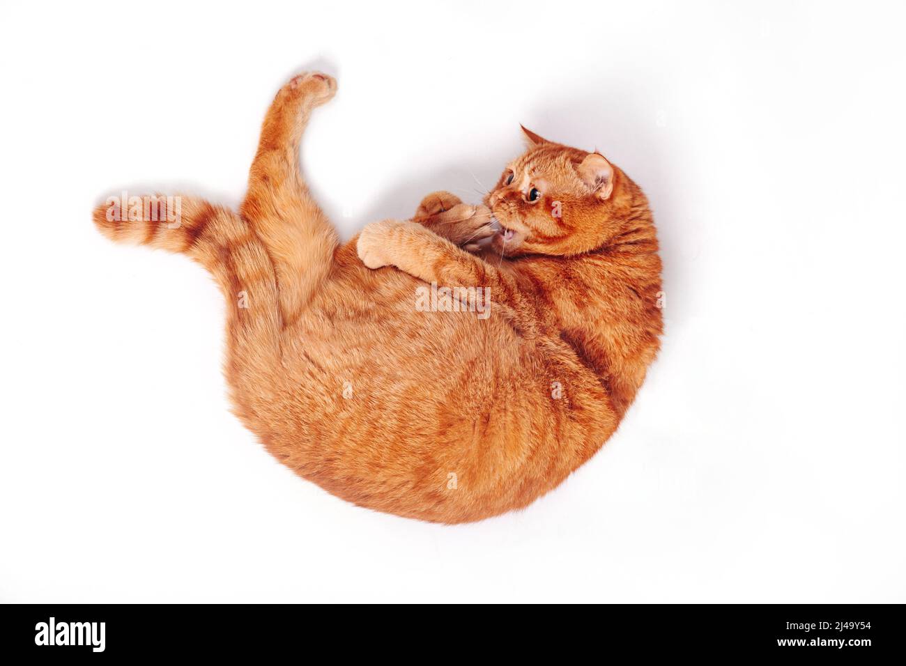 Adorable chat britannique au gingembre allongé sur le dos, vue de dessus, isolé sur un fond blanc Banque D'Images
