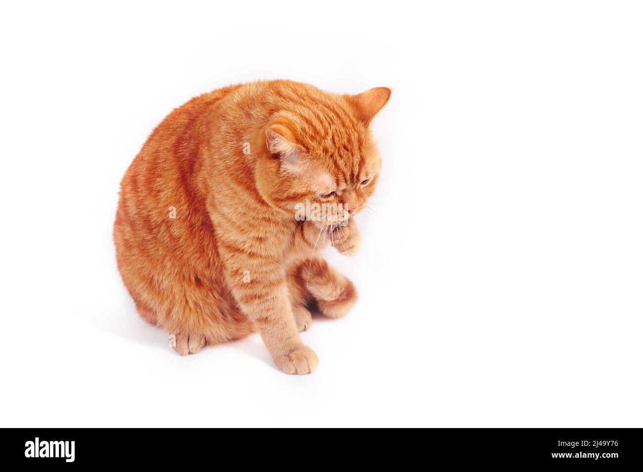 Patte De Chat Qui Leche Banque D Images Detourees Alamy
