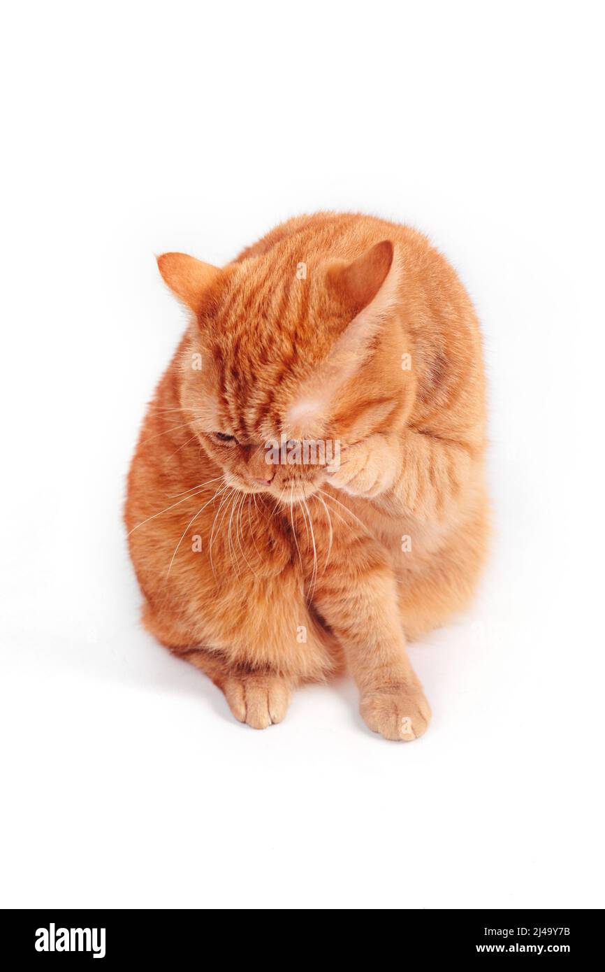 Patte De Chat Qui Leche Banque D Images Detourees Alamy