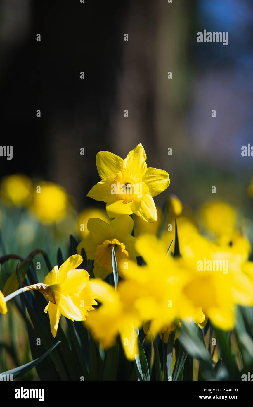 Daffodil Hill au cimetière Lakeview Banque D'Images