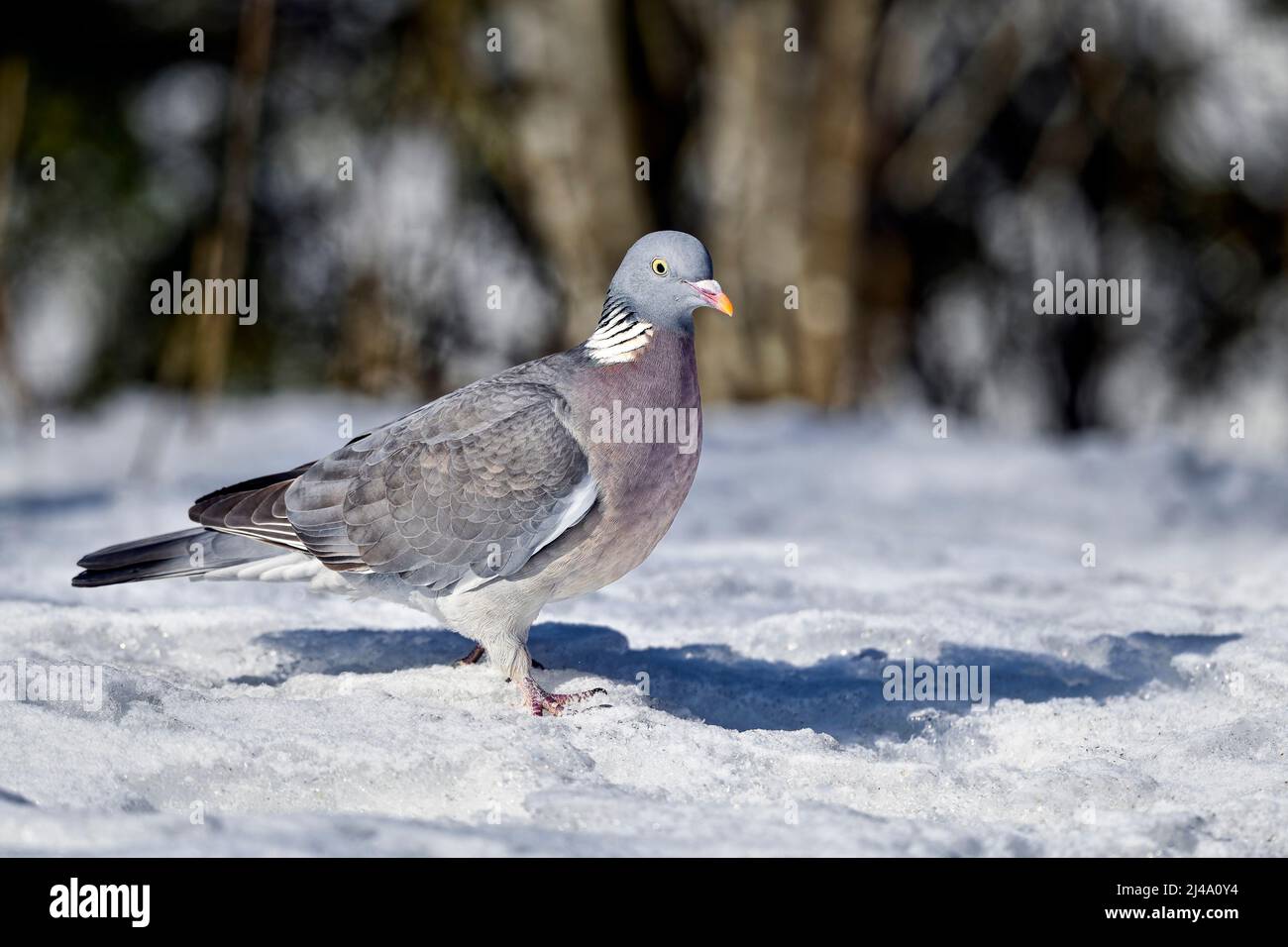 Pigeon de bois au début du printemps, quand il y a encore de la neige et de la glace sur le sol. Banque D'Images