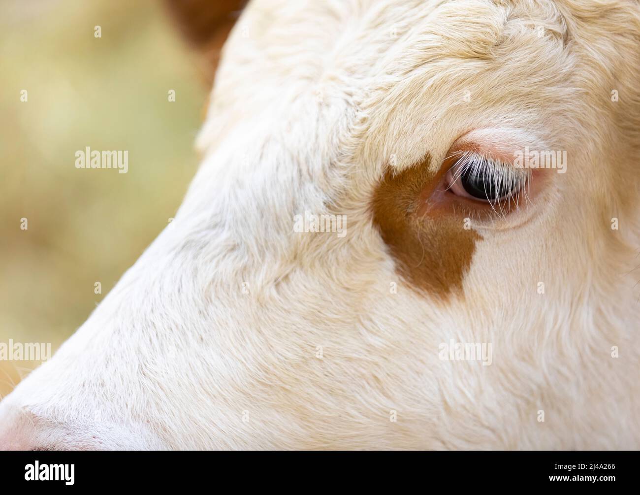 Portrait de jeunes bovins Simmental ou Swiss Fleckvieh dans une foire (bos primigenius taurus) Banque D'Images