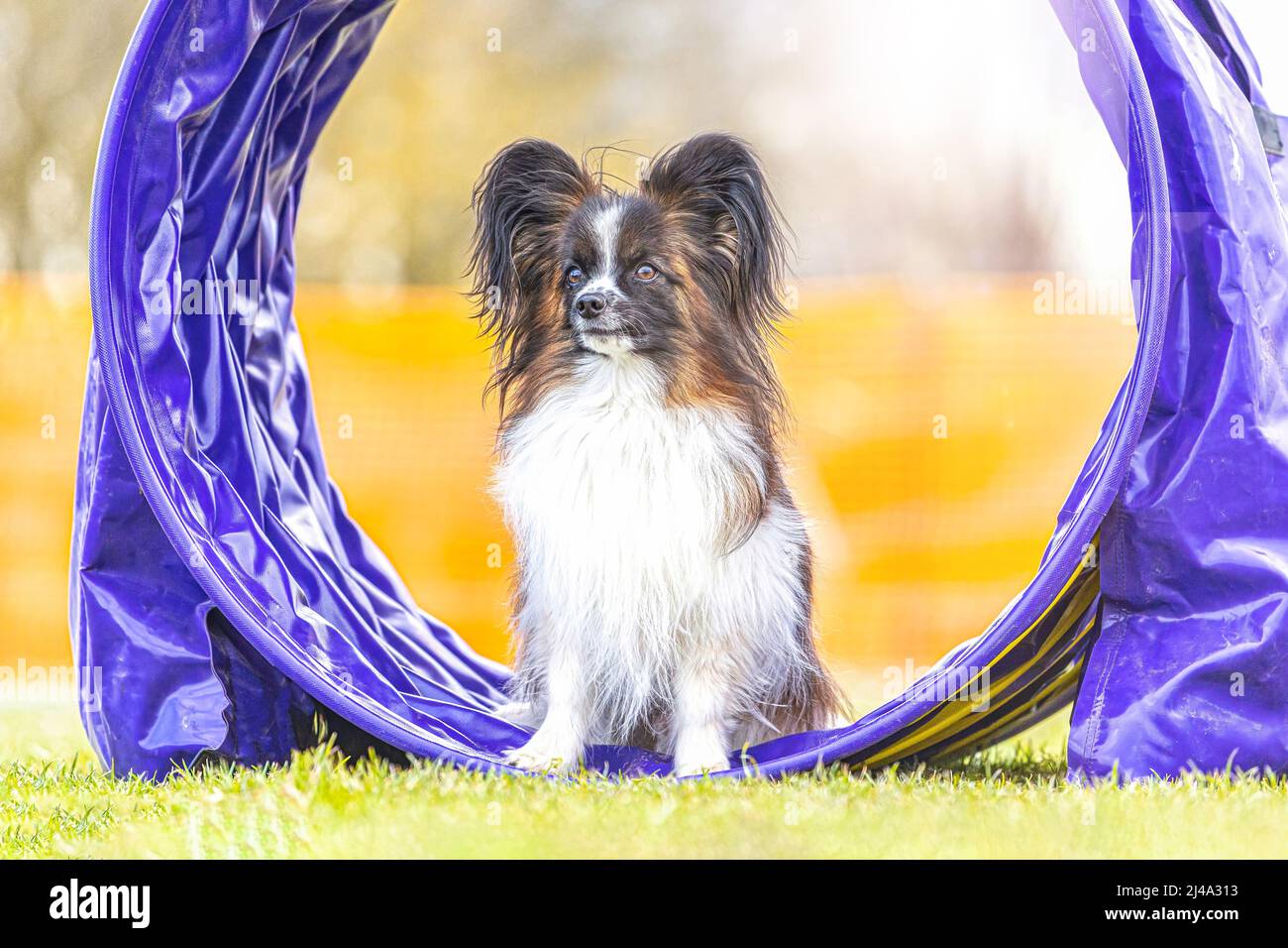 Petits chiens et entraînement d'agilité : un adorable chien de papilon maîtrisant les obstacles Banque D'Images Petits chiens et entraînement d'agilité : un adorable chien de papilon maîtrisant les obstacles Banque D'Images