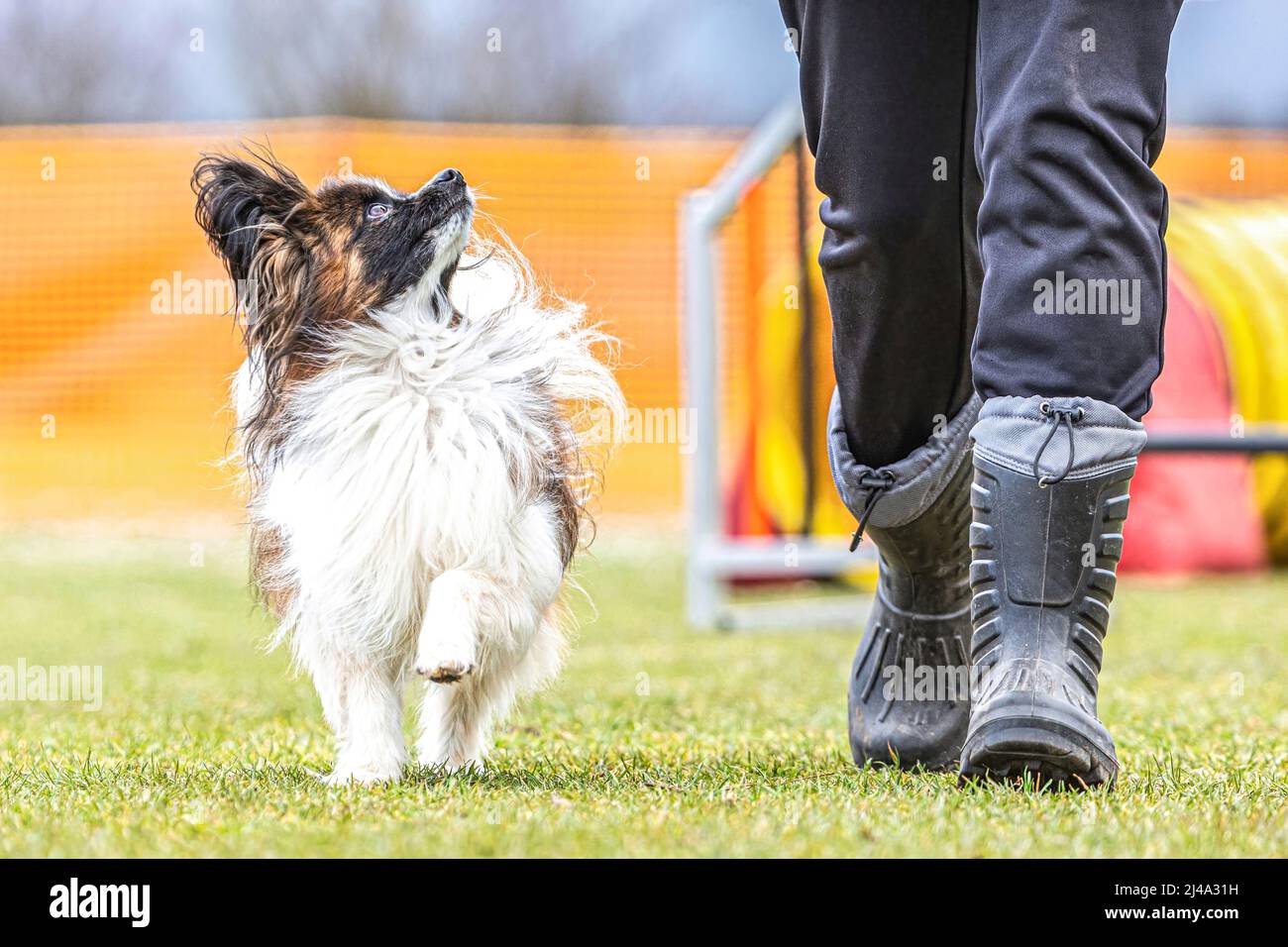 Dressage d'obéissance avec de petits chiens : portrait d'un joli chien de papilon marchant attentivement sous son propriétaire Banque D'Images Dressage d'obéissance avec de petits chiens : portrait d'un joli chien de papilon marchant attentivement sous son propriétaire Banque D'Images