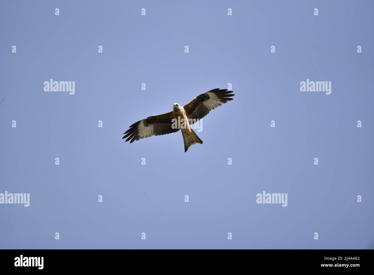 Gros plan d'un cerf-volant rouge (Milvus milvus) qui s'élève contre un ciel bleu, en regardant vers le haut avec des éléments tête et visage visibles, au Royaume-Uni Banque D'Images
