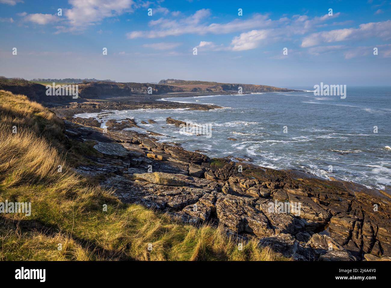 Direction nord vers Cullernose point depuis le Northumberland Coast Path, Northumberland, Angleterre Banque D'Images